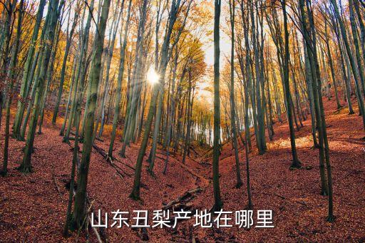 山東丑梨產(chǎn)地在哪里