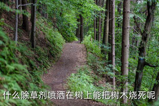 什么除草劑噴灑在樹上能把樹木燒死呢