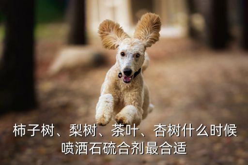 柿子什么時候用農藥,脆柿子什么時候可以吃