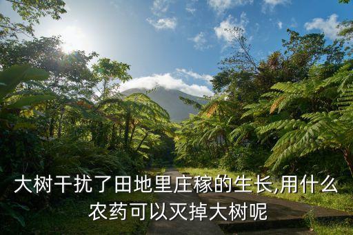 大樹干擾了田地里莊稼的生長,用什么 農藥可以滅掉大樹呢