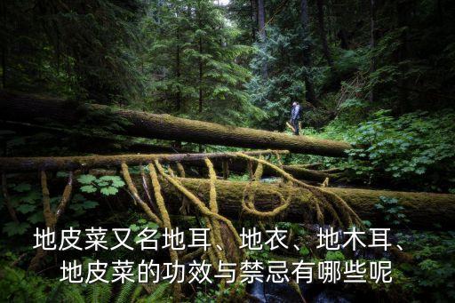 地皮菜又名地耳、地衣、地木耳、 地皮菜的功效與禁忌有哪些呢