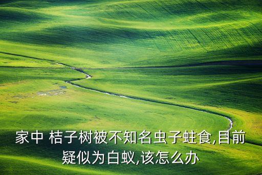 家中 桔子樹被不知名蟲子蛀食,目前疑似為白蟻,該怎么辦