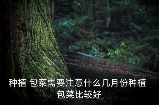 包菜冬天什么時候會打農(nóng)藥,冬天的包菜什么時候播種