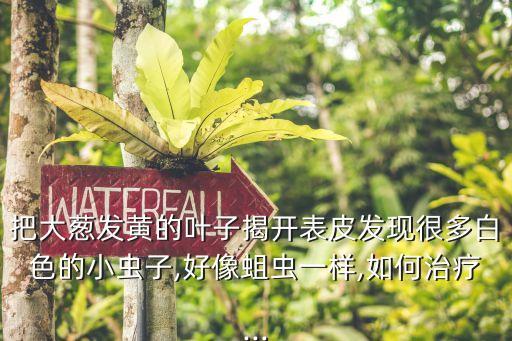 把大蔥發(fā)黃的葉子揭開表皮發(fā)現(xiàn)很多白色的小蟲子,好像蛆蟲一樣,如何治療...