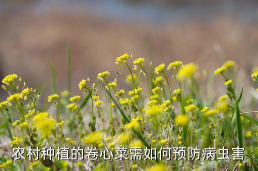 包菜打什么農(nóng)藥殺蟲,包菜用什么農(nóng)藥打