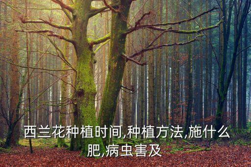  西蘭花種植時間,種植方法,施什么肥,病蟲害及