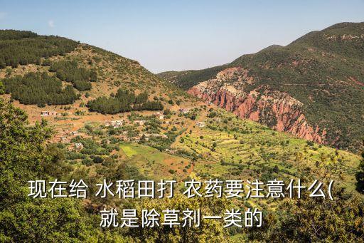 現(xiàn)在給 水稻田打 農(nóng)藥要注意什么(就是除草劑一類的