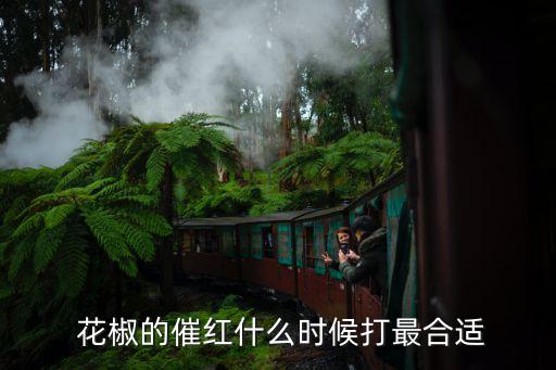 花椒的催紅什么時候打最合適