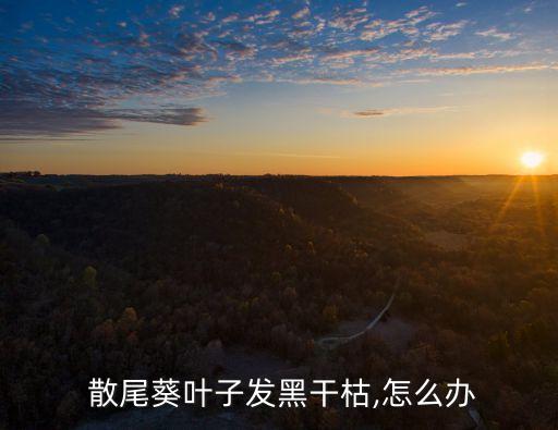 散尾葵用什么農藥好,養散尾葵需要注意什么