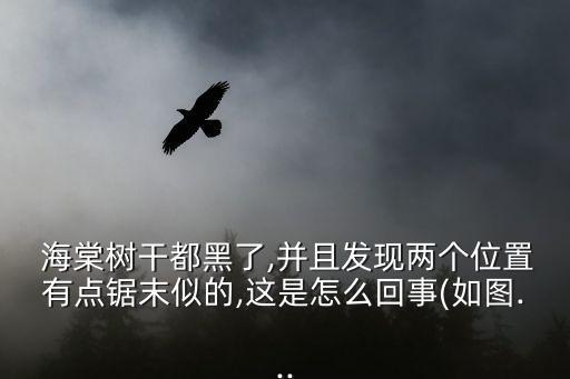 海棠樹(shù)干都黑了,并且發(fā)現(xiàn)兩個(gè)位置有點(diǎn)鋸末似的,這是怎么回事(如圖...