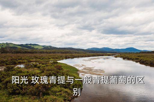 陽光 玫瑰青提與一般青提葡萄的區(qū)別