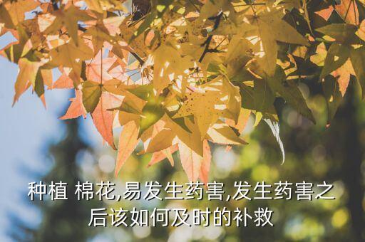 棉花在什么時候打農藥,棉花什么時候打叉最合適