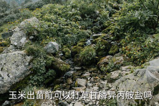 什么農藥易對玉米造成藥害