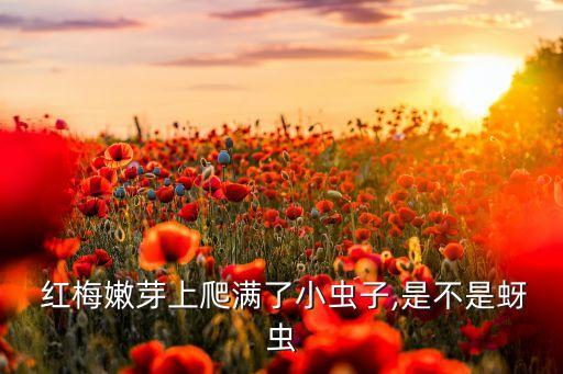 紅梅打什么農藥,西瓜一般打什么農藥