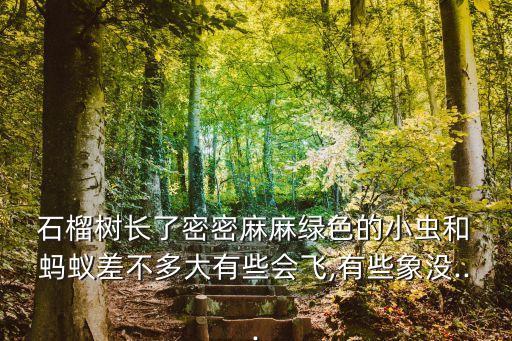 石榴有螞蟻打什么農藥