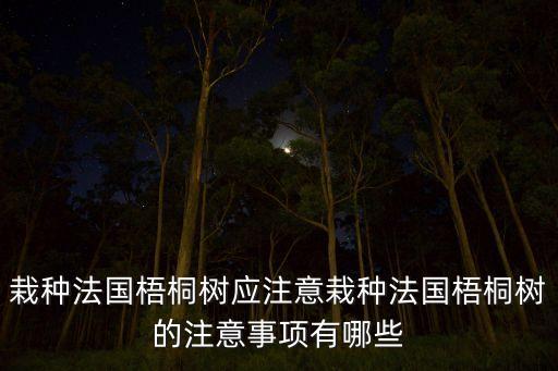 栽種法國梧桐樹應注意栽種法國梧桐樹的注意事項有哪些