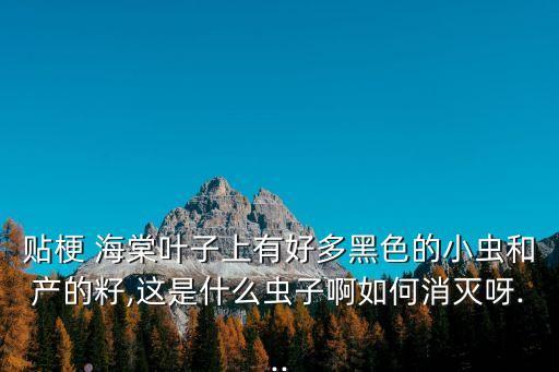 貼梗 海棠葉子上有好多黑色的小蟲(chóng)和產(chǎn)的籽,這是什么蟲(chóng)子啊如何消滅呀...