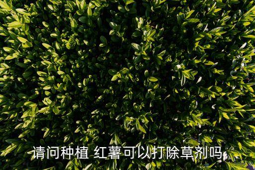 請問種植 紅薯可以打除草劑嗎