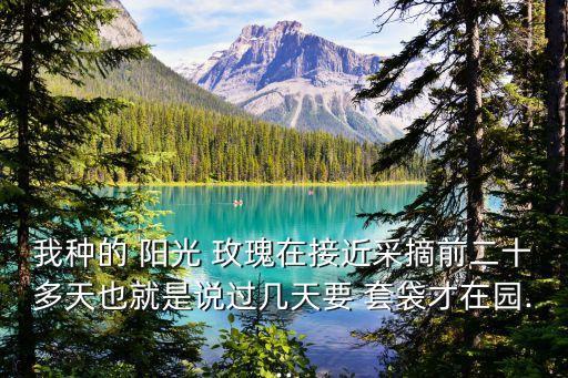 陽光玫瑰套袋時打什么農(nóng)藥