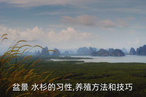 盆景 水杉的習性,養殖方法和技巧