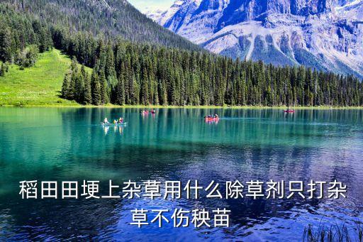 稻田禾苗卷葉蟲打什么農(nóng)藥