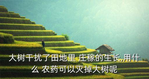 什么農藥能讓莊稼不長高,用什么農藥可以不長莊稼