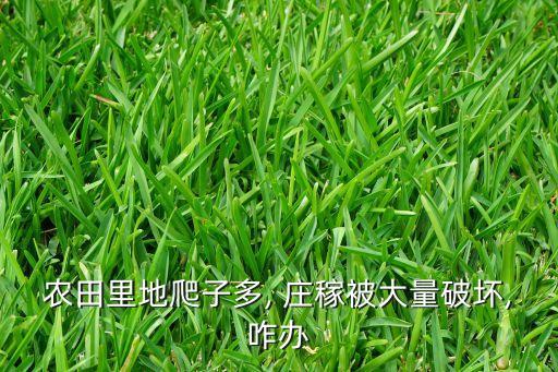 農田里地爬子多, 莊稼被大量破壞,咋辦