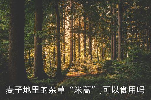 麥子地里的雜草“米蒿”,可以食用嗎