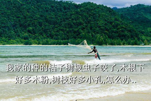 我家的種的桔子樹被蟲子咬了,木根下好多木粉,樹枝好多小孔,怎么辦...