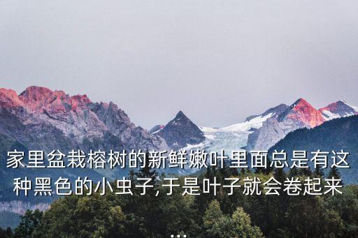 小葉榕長蟲用什么農藥殺