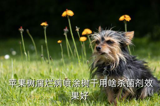  蘋果樹腐爛病噴涂樹干用啥殺菌劑效果好