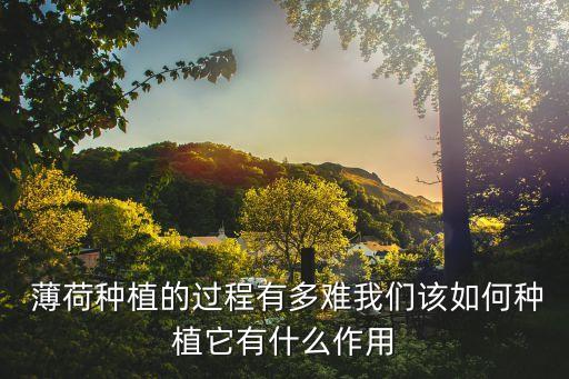  薄荷種植的過程有多難我們該如何種植它有什么作用