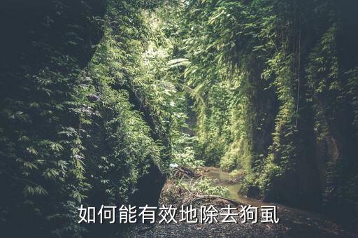 如何能有效地除去狗虱