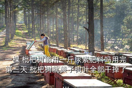 枇杷樹枯葉打什么農(nóng)藥