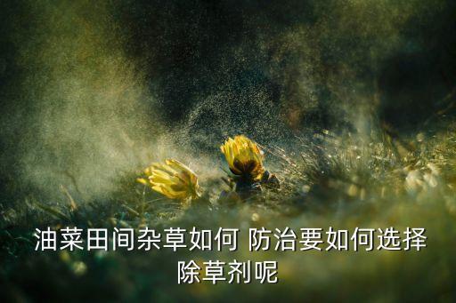 油菜田間雜草如何 防治要如何選擇除草劑呢