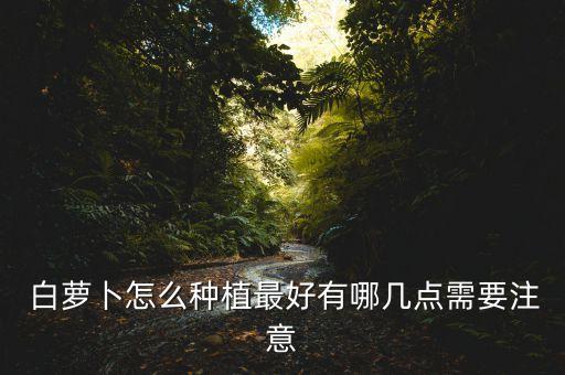 白蘿卜農藥主要在什么位置