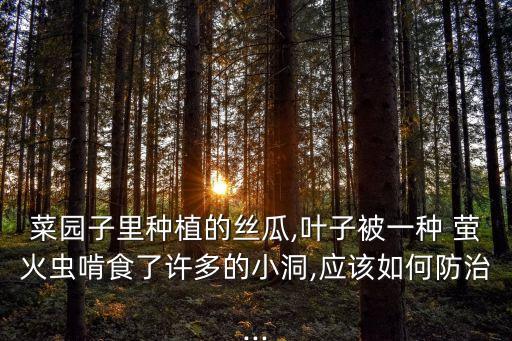 菜園子里種植的絲瓜,葉子被一種 螢火蟲啃食了許多的小洞,應該如何防治...