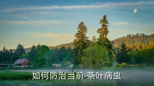 有什么農藥能殺茶葉,菜蟲用什么農藥殺比較好?