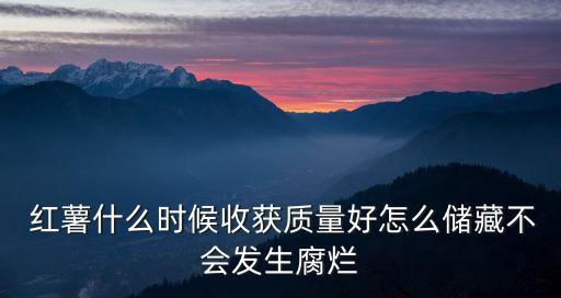 紅薯什么時候收獲質量好怎么儲藏不會發生腐爛