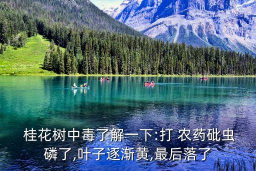 什么農藥能讓桂花樹枯死,桂花樹用什么農藥?