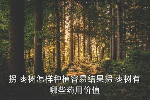 拐 棗樹怎樣種植容易結果拐 棗樹有哪些藥用價值