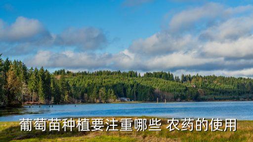 葡萄苗種植要注重哪些 農藥的使用