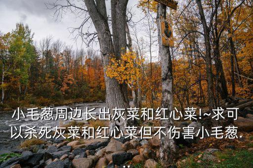 小毛蔥周邊長出灰菜和紅心菜!~求可以殺死灰菜和紅心菜但不傷害小毛蔥...