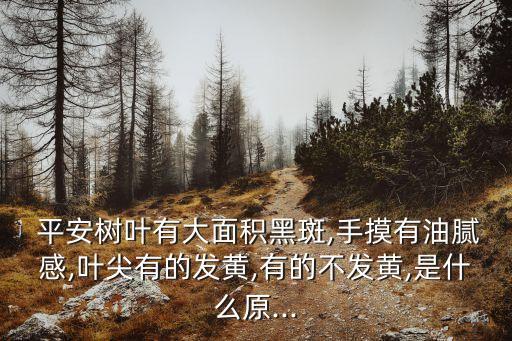  平安樹葉有大面積黑斑,手摸有油膩感,葉尖有的發黃,有的不發黃,是什么原...