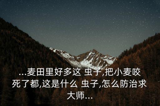 ...麥田里好多這 蟲子,把小麥咬死了都,這是什么 蟲子,怎么防治求大師...