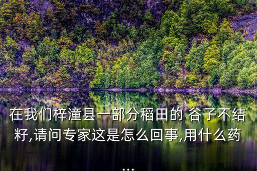 水稻噴什么農藥出谷子快,水稻農藥什么時間打效果最好