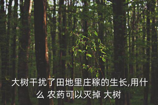 什么農藥能殺大樹,專門殺大樹的農藥