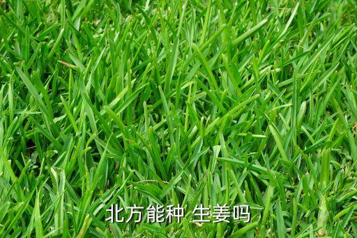 北方能種 生姜嗎