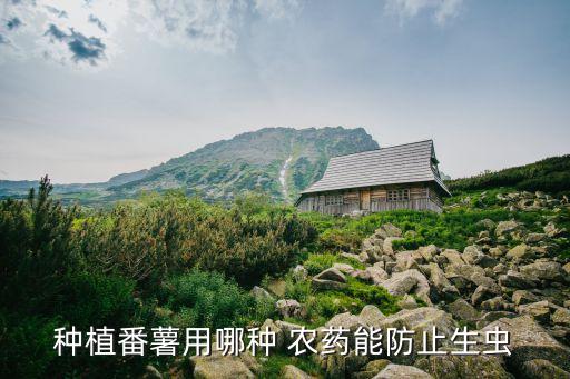 種植番薯用哪種 農藥能防止生蟲