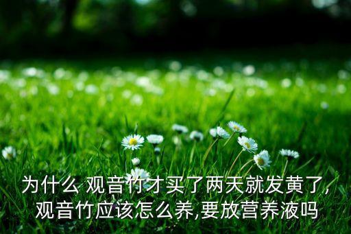 為什么 觀音竹才買了兩天就發(fā)黃了, 觀音竹應(yīng)該怎么養(yǎng),要放營(yíng)養(yǎng)液?jiǎn)? class=